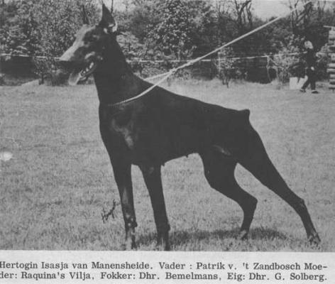 Hertogin Isasja v. Manensheide | Brown Doberman Pinscher