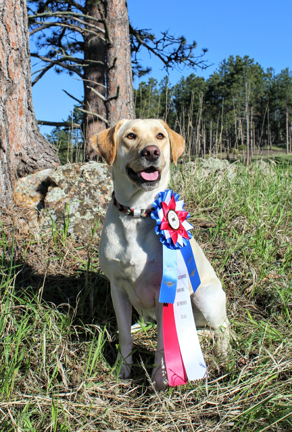 SHR Momma's Lil Nois Makers Markn Birds JH CGC TKN WC | Yellow Labrador Retriver