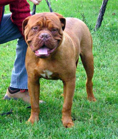 Jules Winfield Carnivorus Vulgaris | Dogue de Bordeaux 