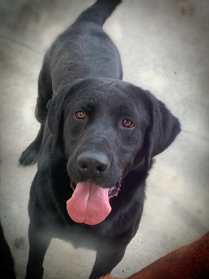 Gator Point's Rowdy Ryal At High Point | Black Labrador Retriver