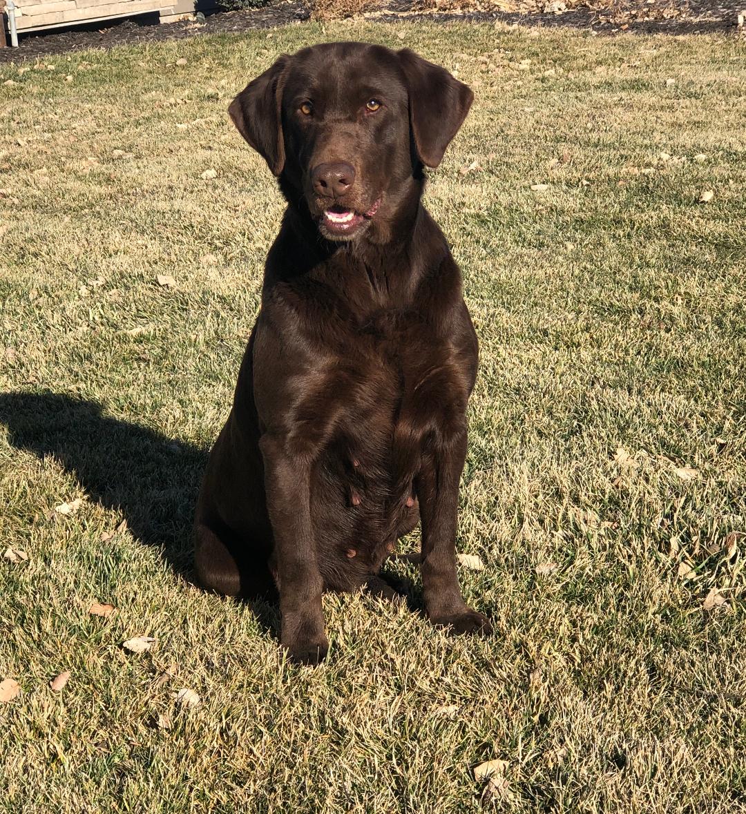 Railroad's Sweet Vidalia | Chocolate Labrador Retriver