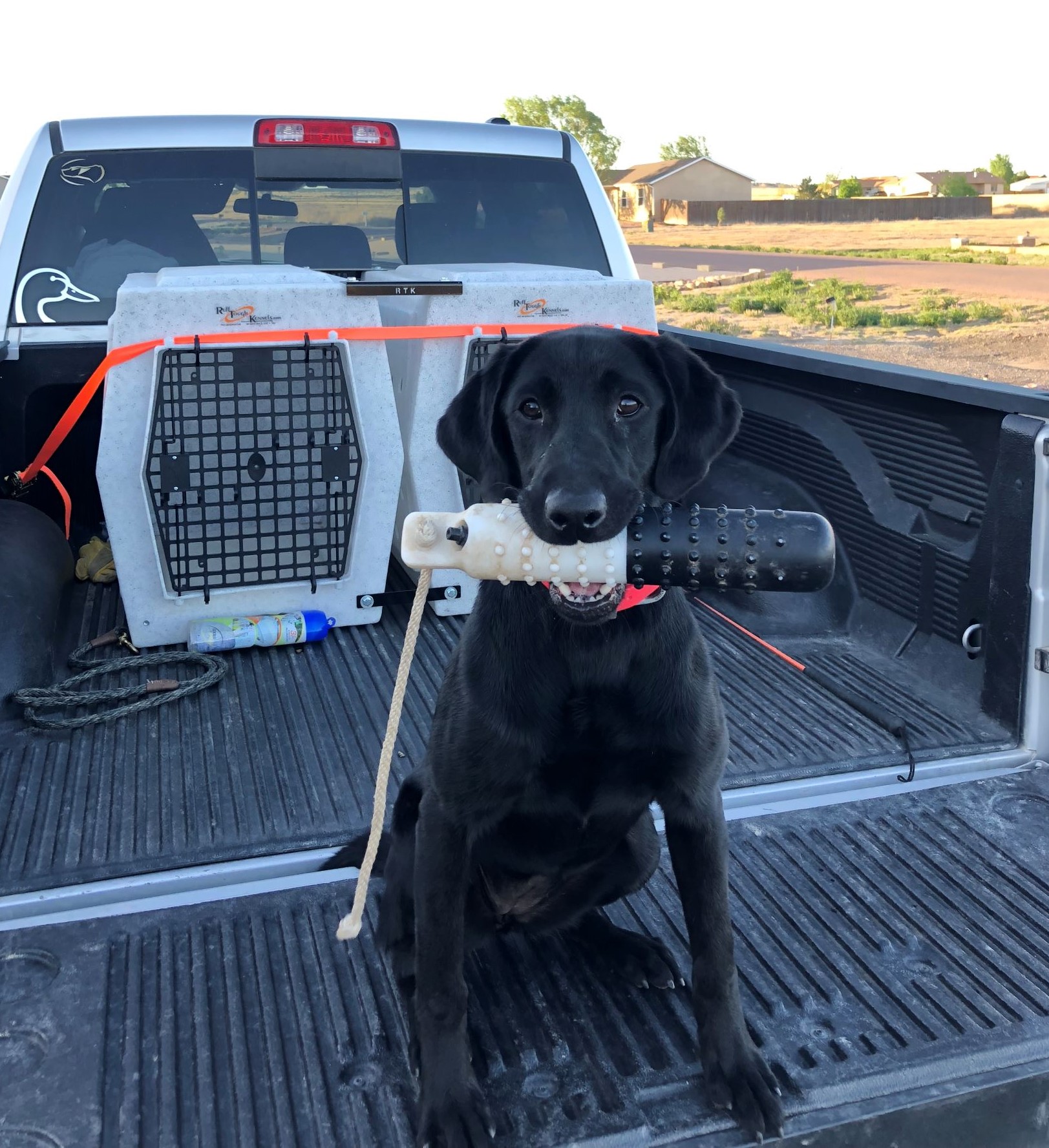 Red Rock’s Lucky Lucy | Black Labrador Retriver