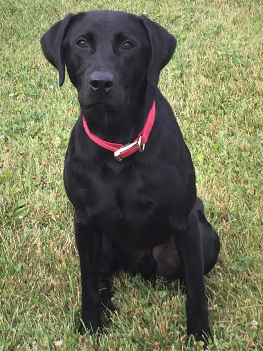 Arctic's Due South | Black Labrador Retriver