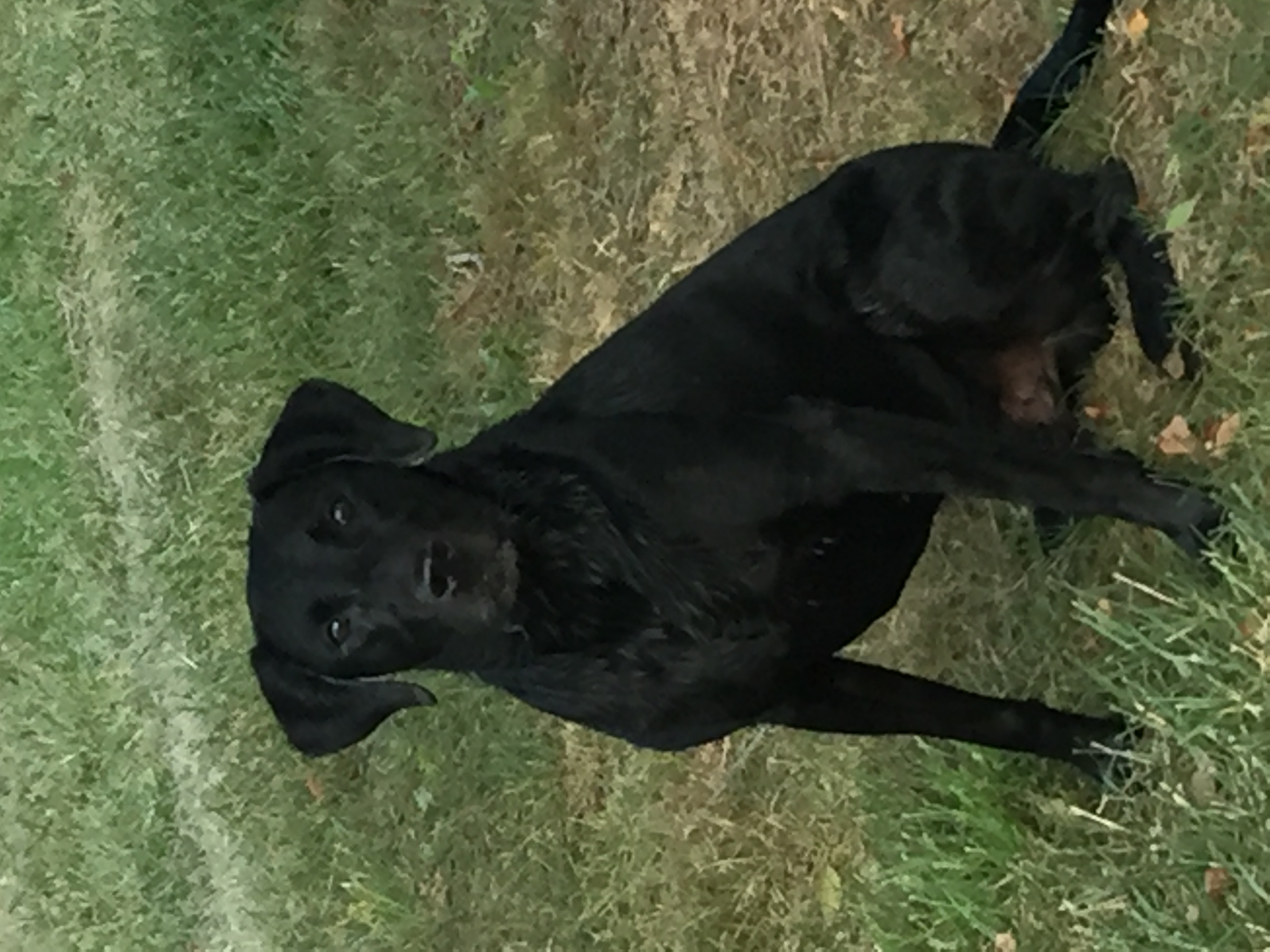 Arctic's Due South | Black Labrador Retriver