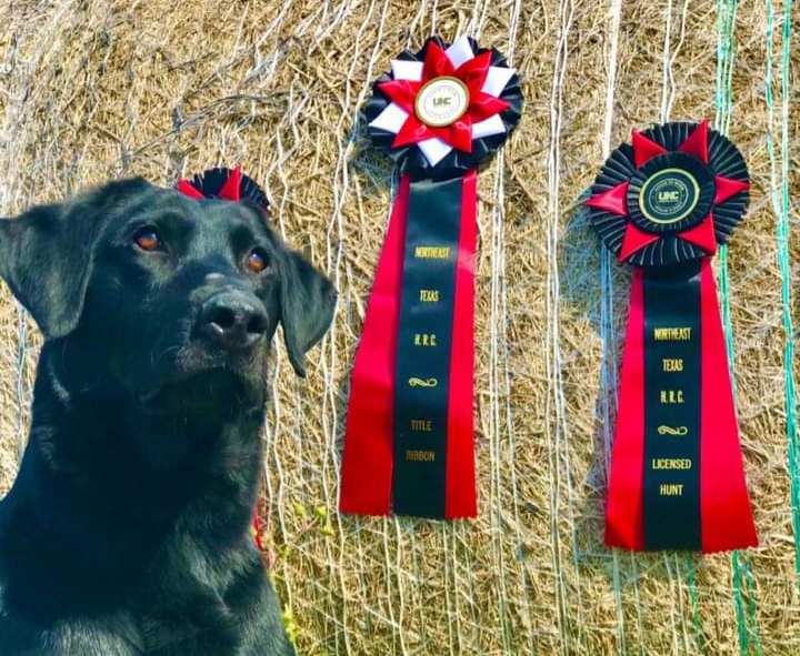 HRCH Gun Dog Ranch's River Dog Reconnaissance | Black Labrador Retriver