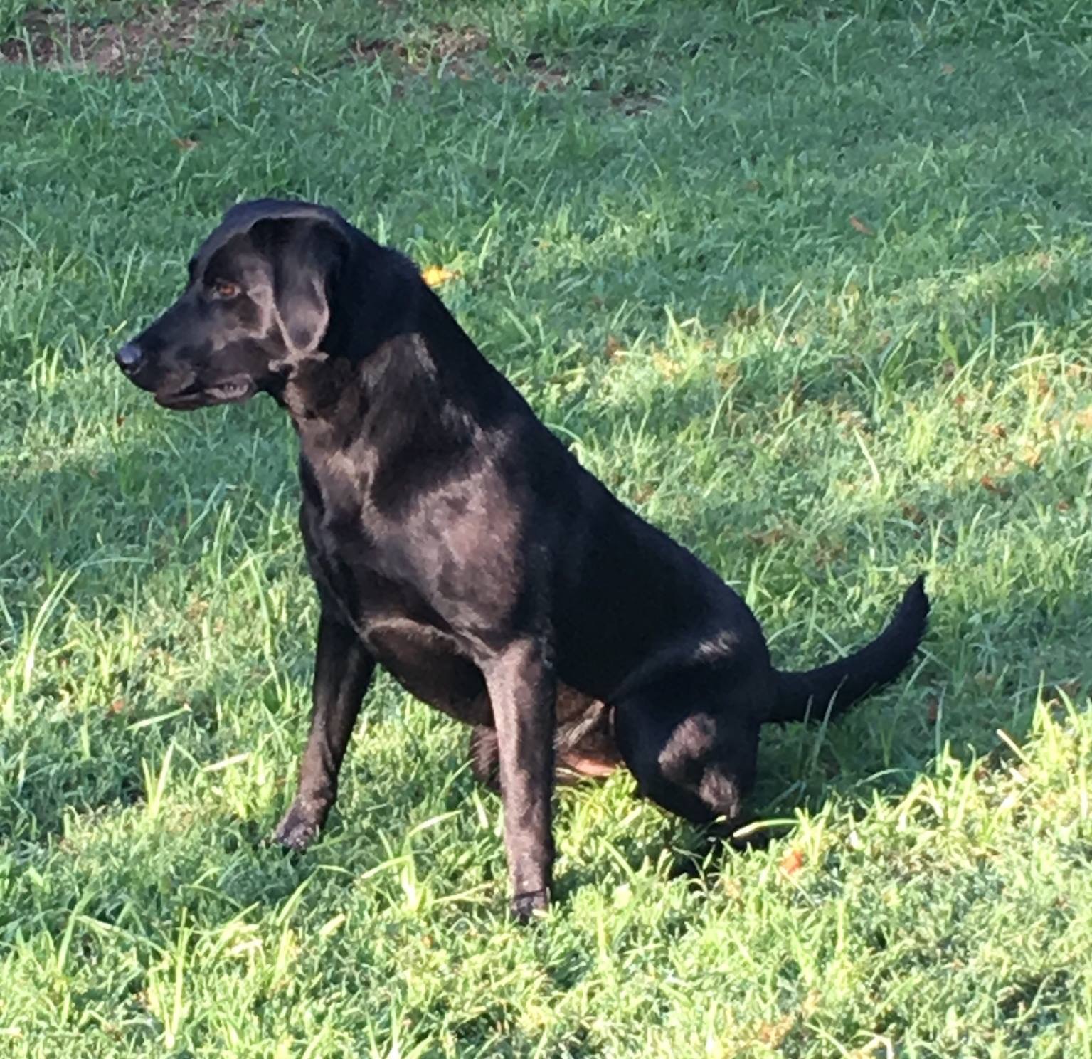 Canebrake's Dega | Black Labrador Retriver