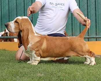 Lake Park Quentin | Basset Hound 