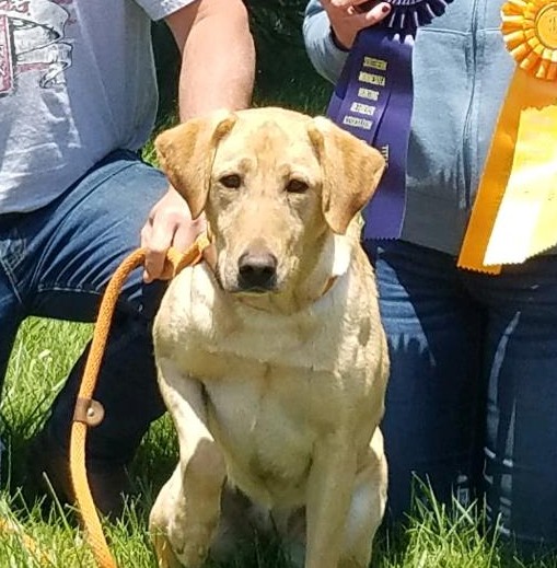 Long Spur's Country Bumpkin MH | Yellow Labrador Retriver