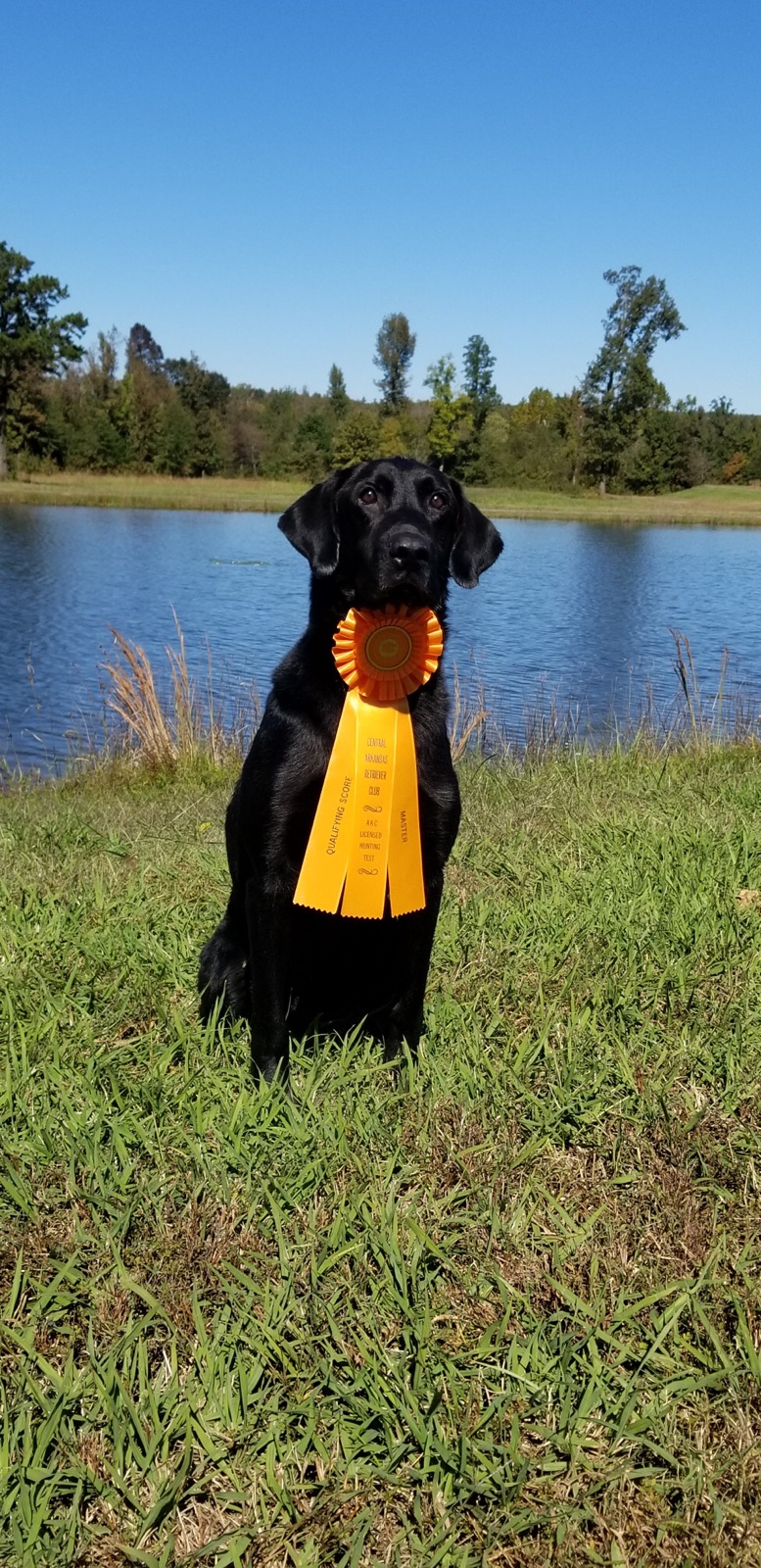 HRCH Prairie Peak Road Greater MH QA2 | Black Labrador Retriver