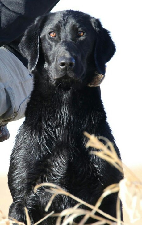 HR BCR's Ultimate Sacrifice Valor | Black Labrador Retriver