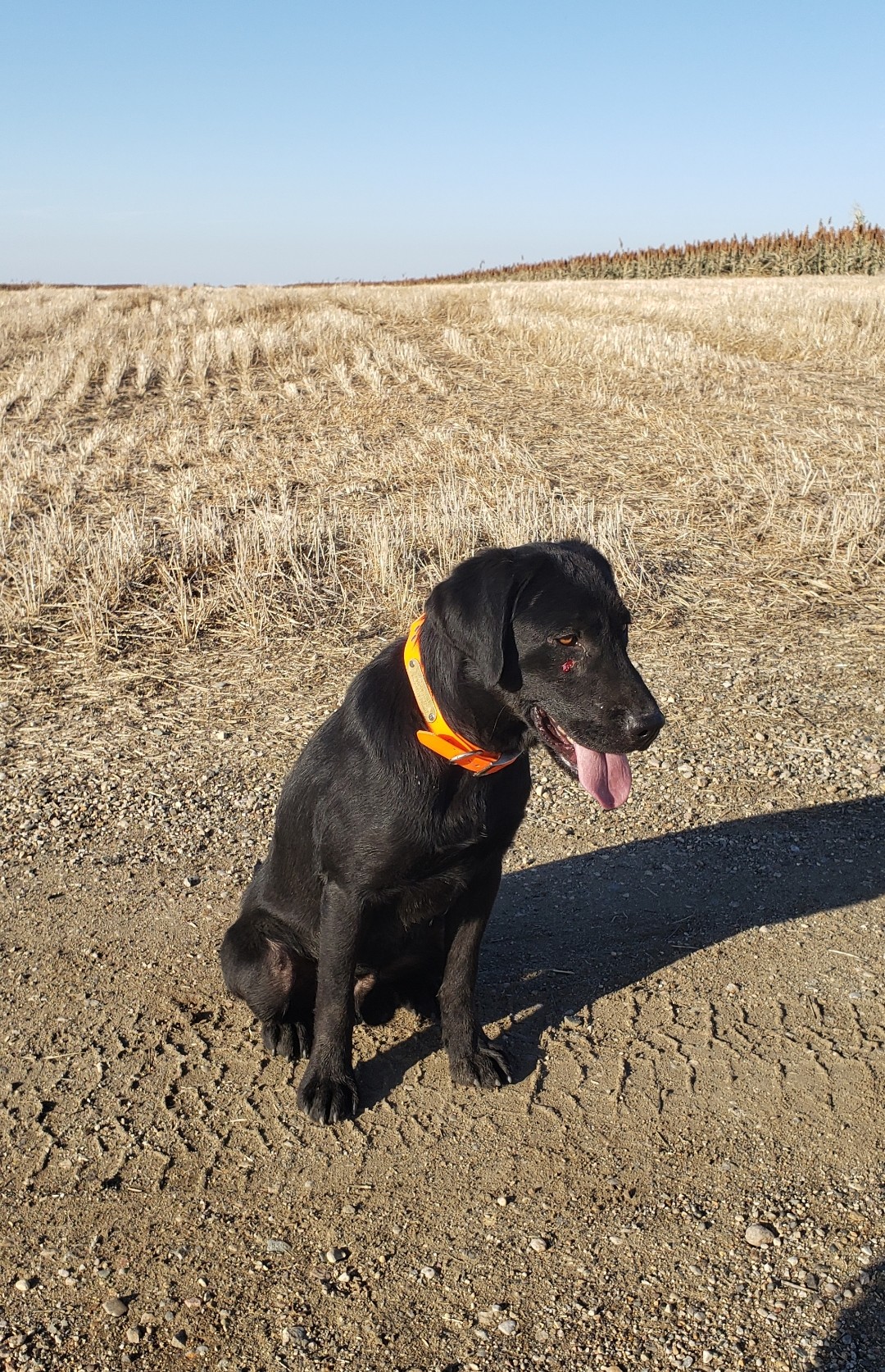 Smokey Of Rock Hard Pointing Labs | Black Labrador Retriver