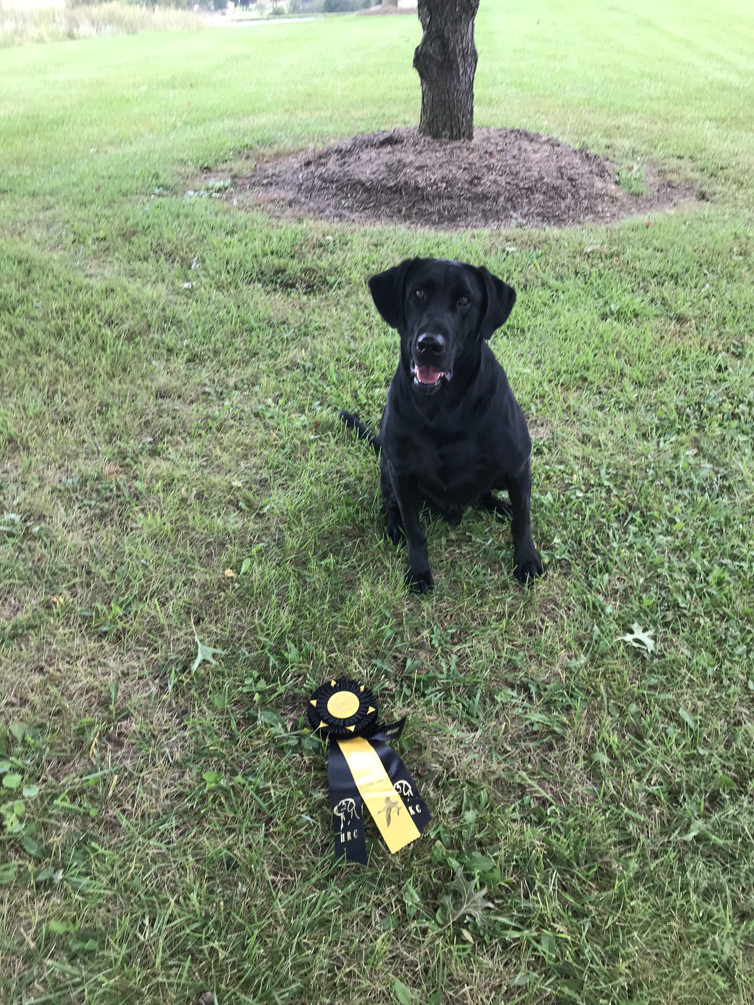 Old Dixie's Locked And Loaded | Black Labrador Retriver