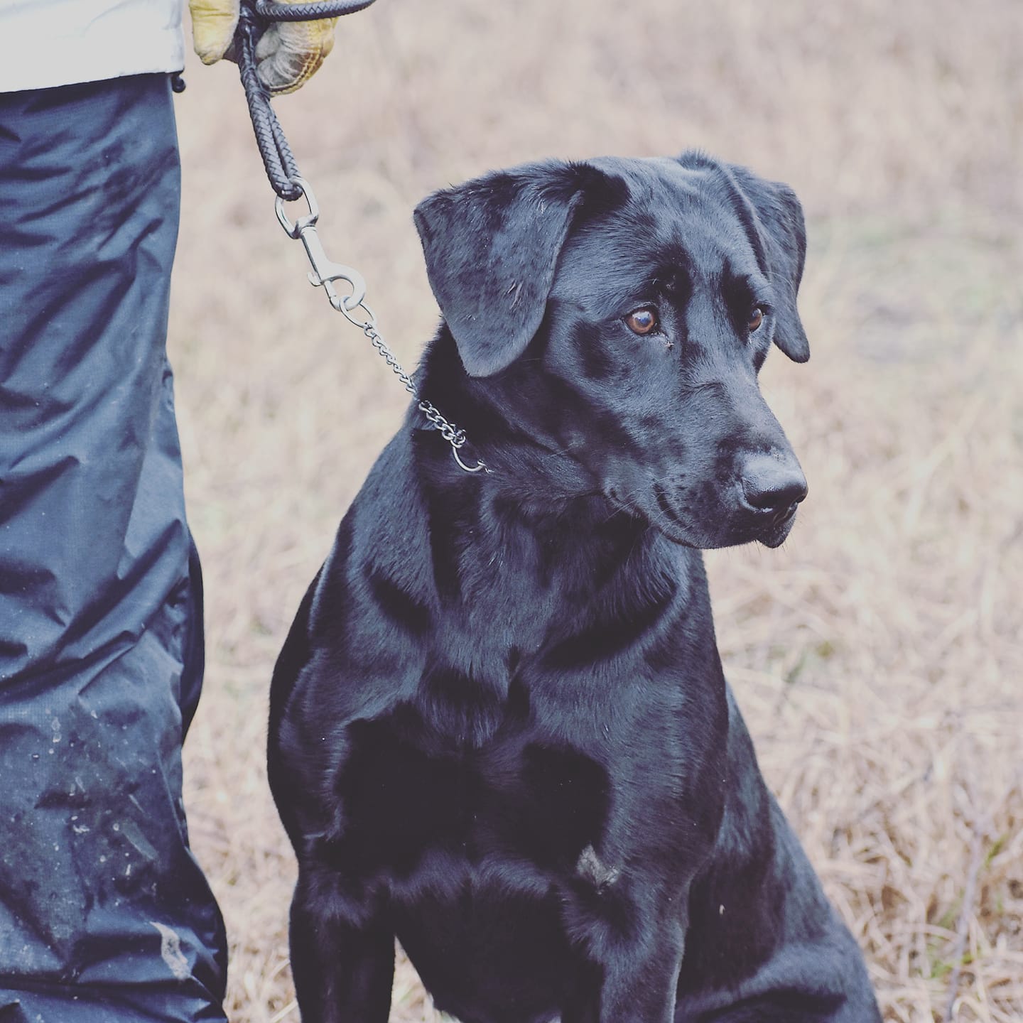 Behrend's Pearl Haggard MH QA2 | Black Labrador Retriver