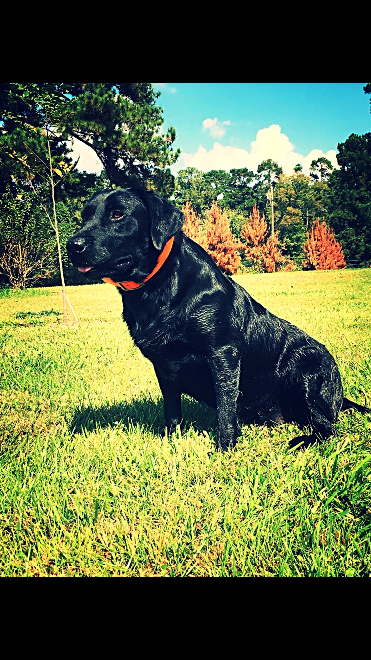 SHR River Lady Bristol | Black Labrador Retriver