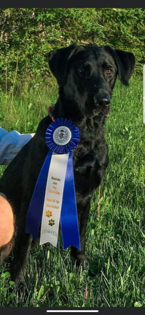 FTCH AFTCH Razor's Puddleduck Teal QFTR | Black Labrador Retriver