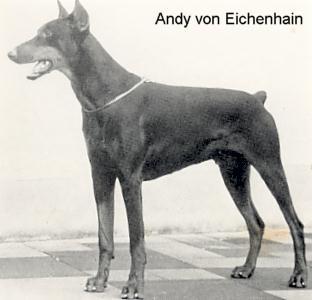 Andy v. Eichenhain | Black Doberman Pinscher