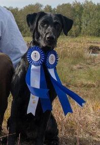 FTCH AFTCH Razor's Puddleduck Teal QFTR | Black Labrador Retriver