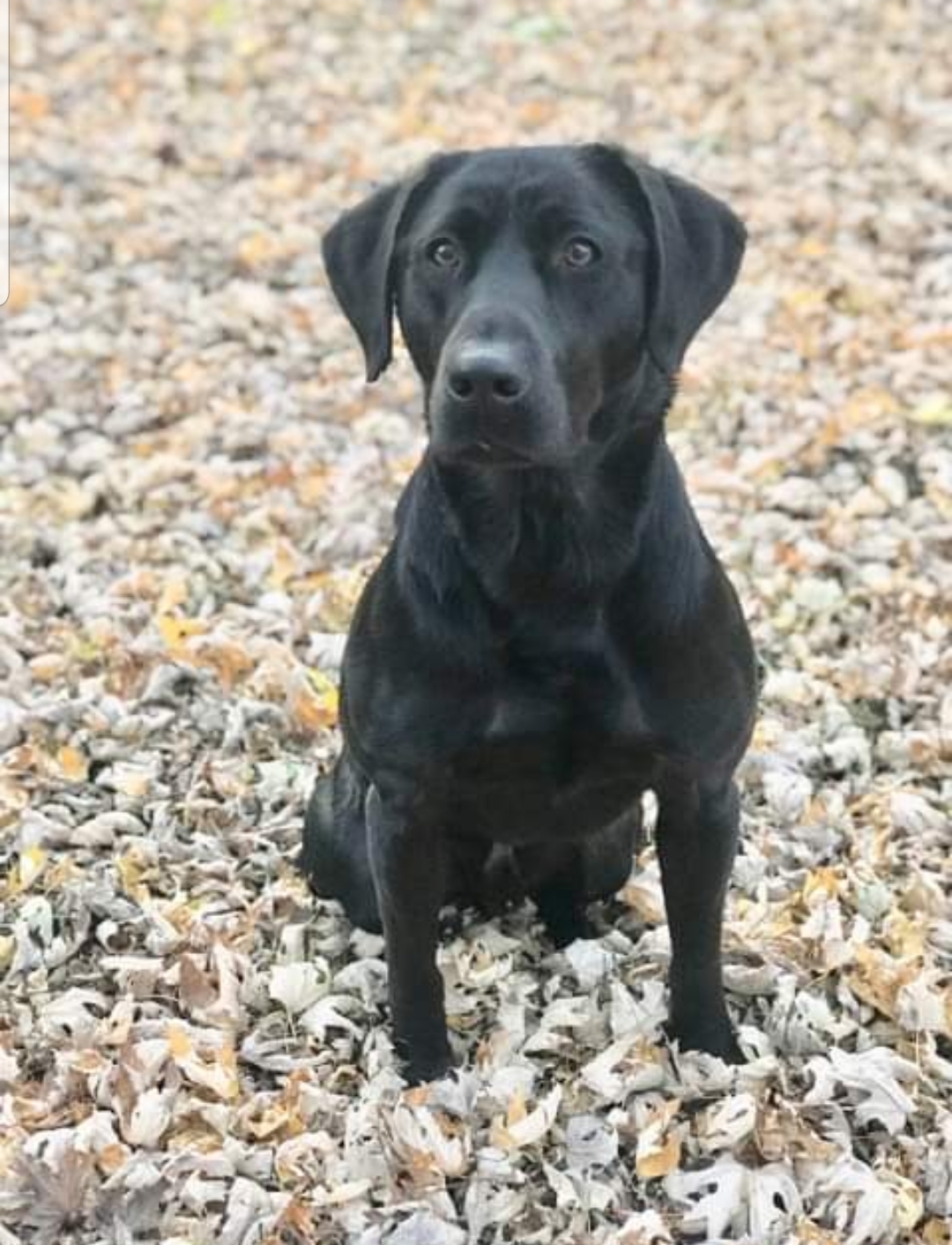 Infamous Colt SH | Black Labrador Retriver