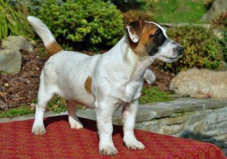 WANGU WIMBO Drapichrust | Jack Russell Terrier 