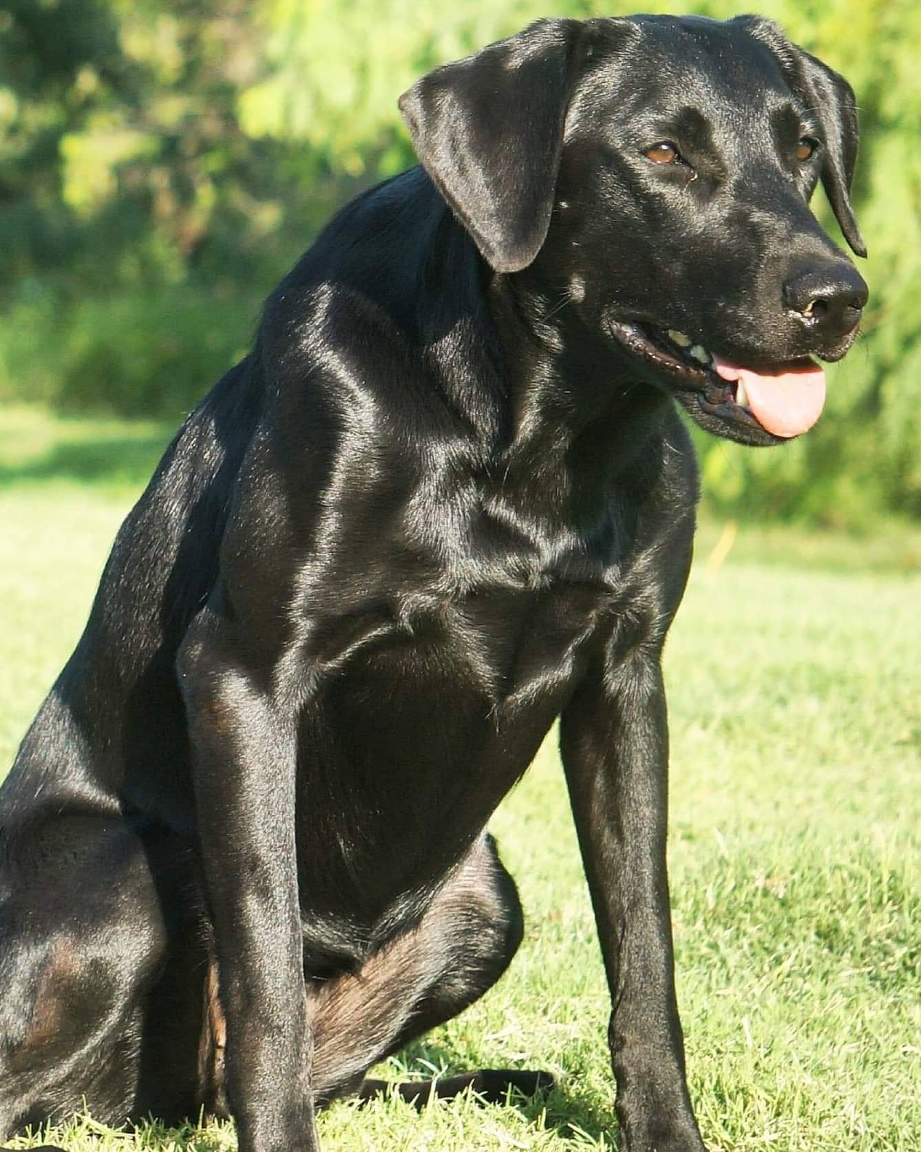 HRCH Wicked Bayou Angel Warrior MH | Black Labrador Retriver