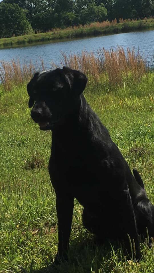 HRCH Marsh Dogs Tank | Black Labrador Retriver