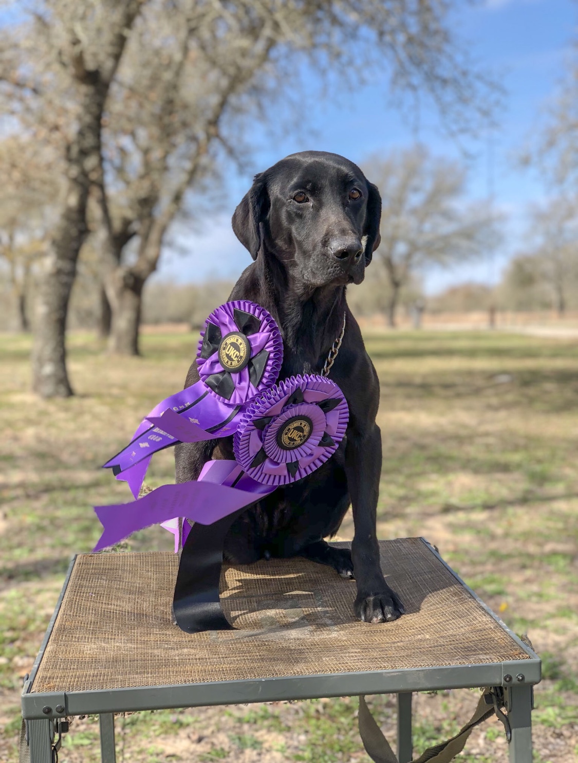 HRCH Marsh Dogs Black Magic | Black Labrador Retriver