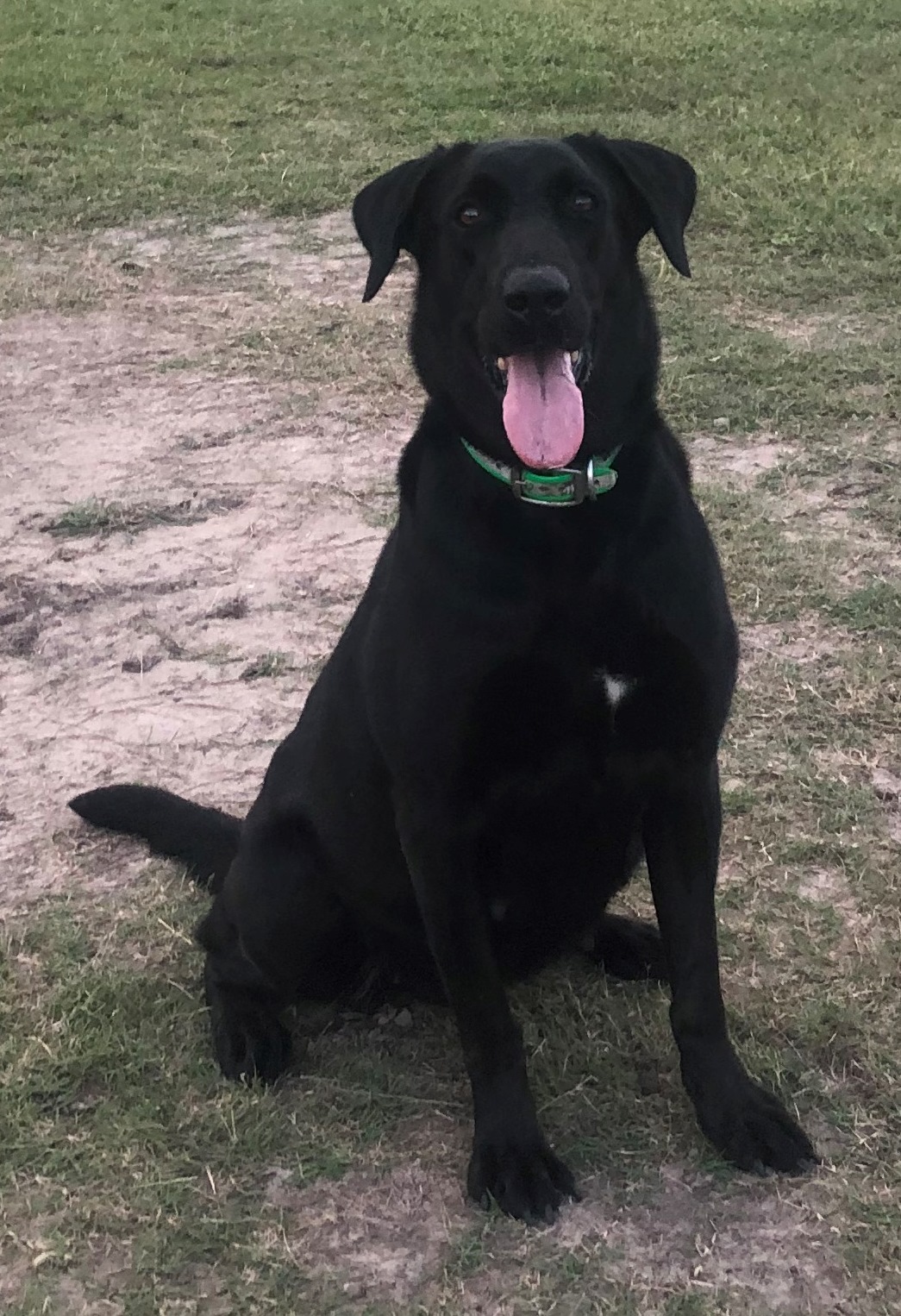 HRCH Ferguson's Favorite Hemi | Black Labrador Retriver