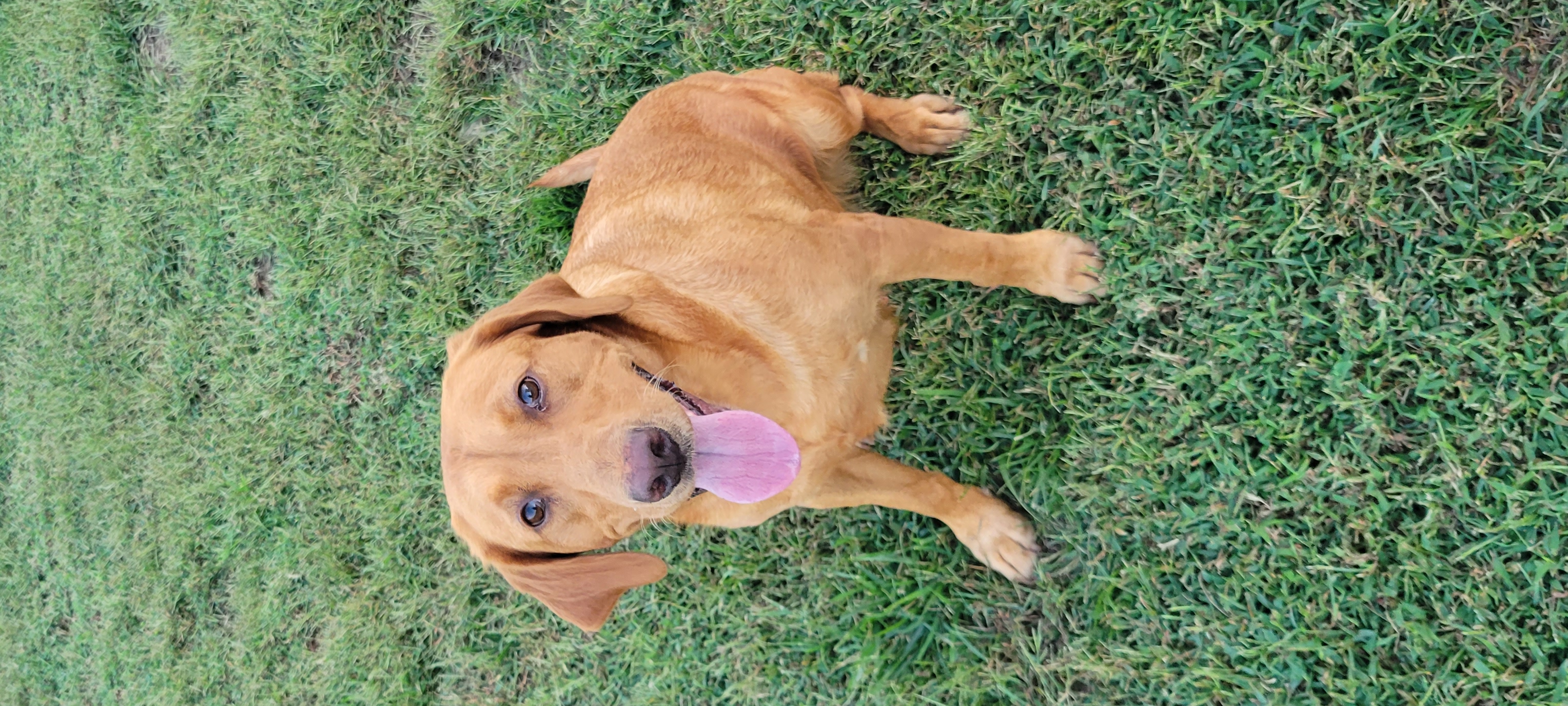 Sunflower Labradors Glowing Red Star | Yellow Labrador Retriver