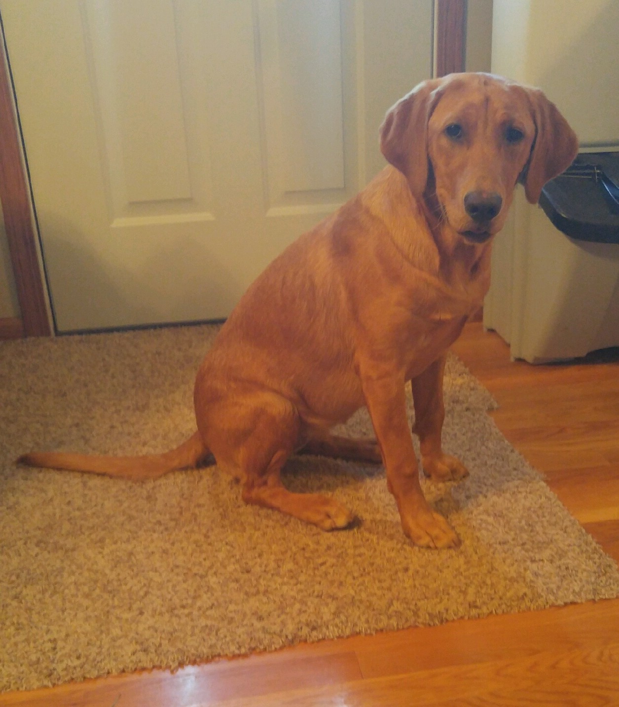 Sunflower Labradors Glowing Red Star | Yellow Labrador Retriver