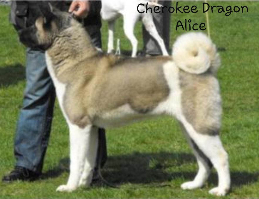 Cherokee Dragon Alice | Akita 