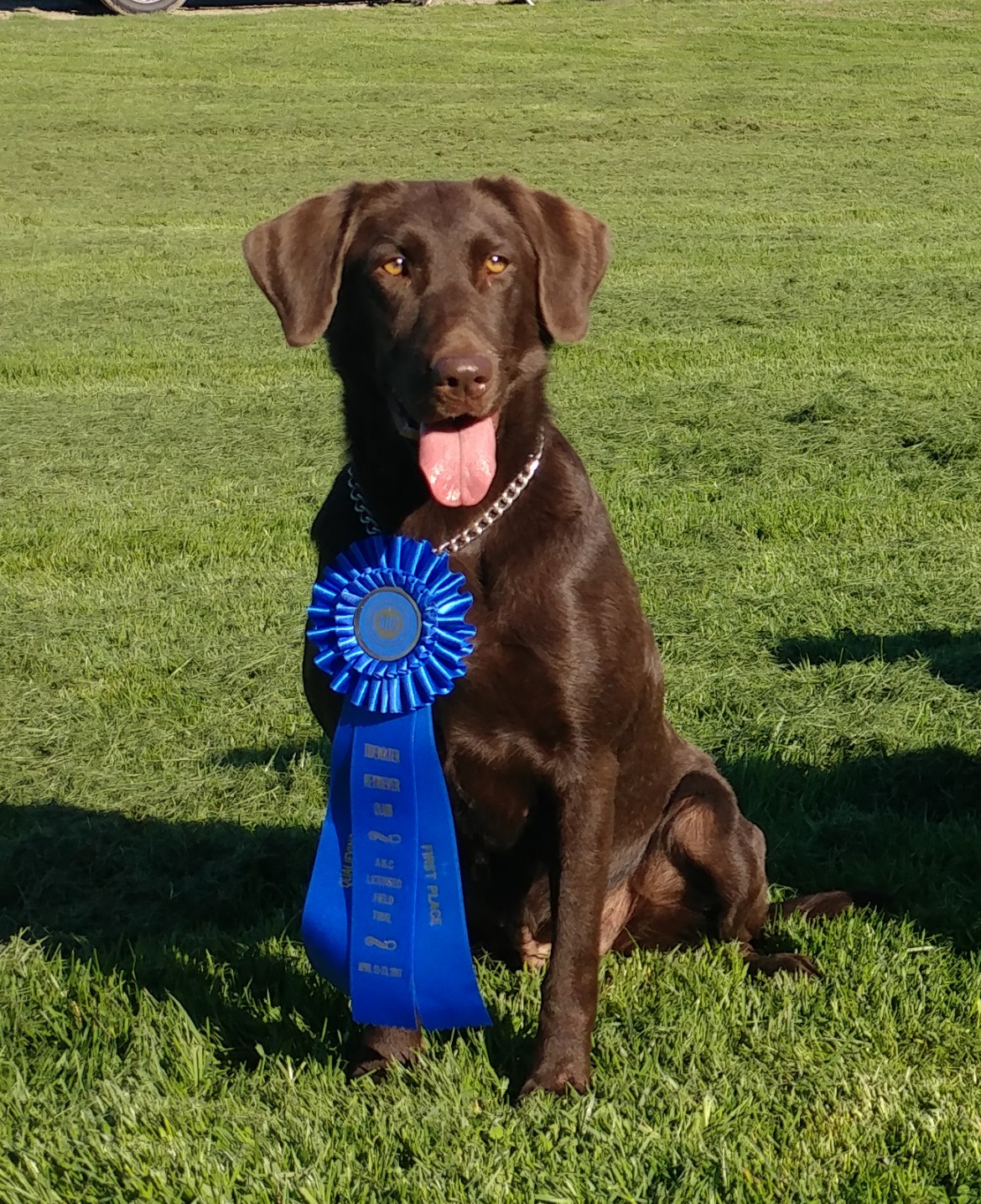 Peak Lil Splash Of Baby Blue At Larke SH QAA | Chocolate Labrador Retriver