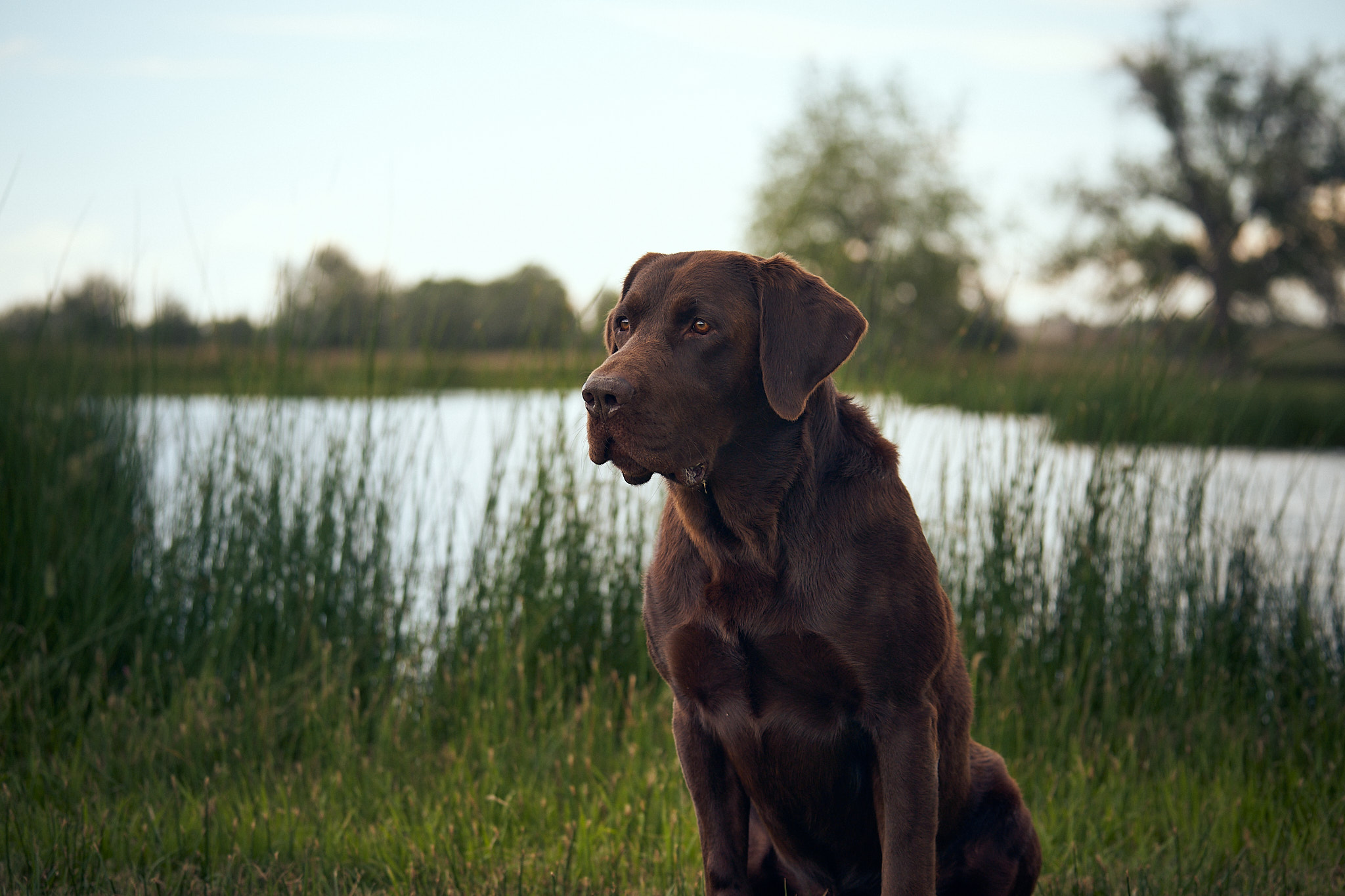 4XGMPR High Caliber's Big Gun Beau MH | Chocolate Labrador Retriver