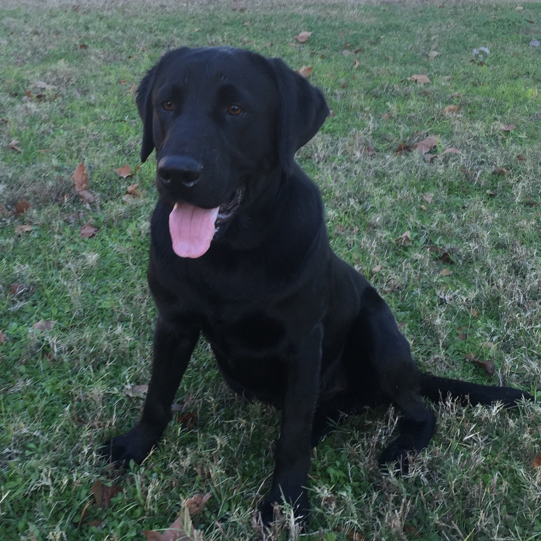 Walker's Top Gun | Black Labrador Retriver