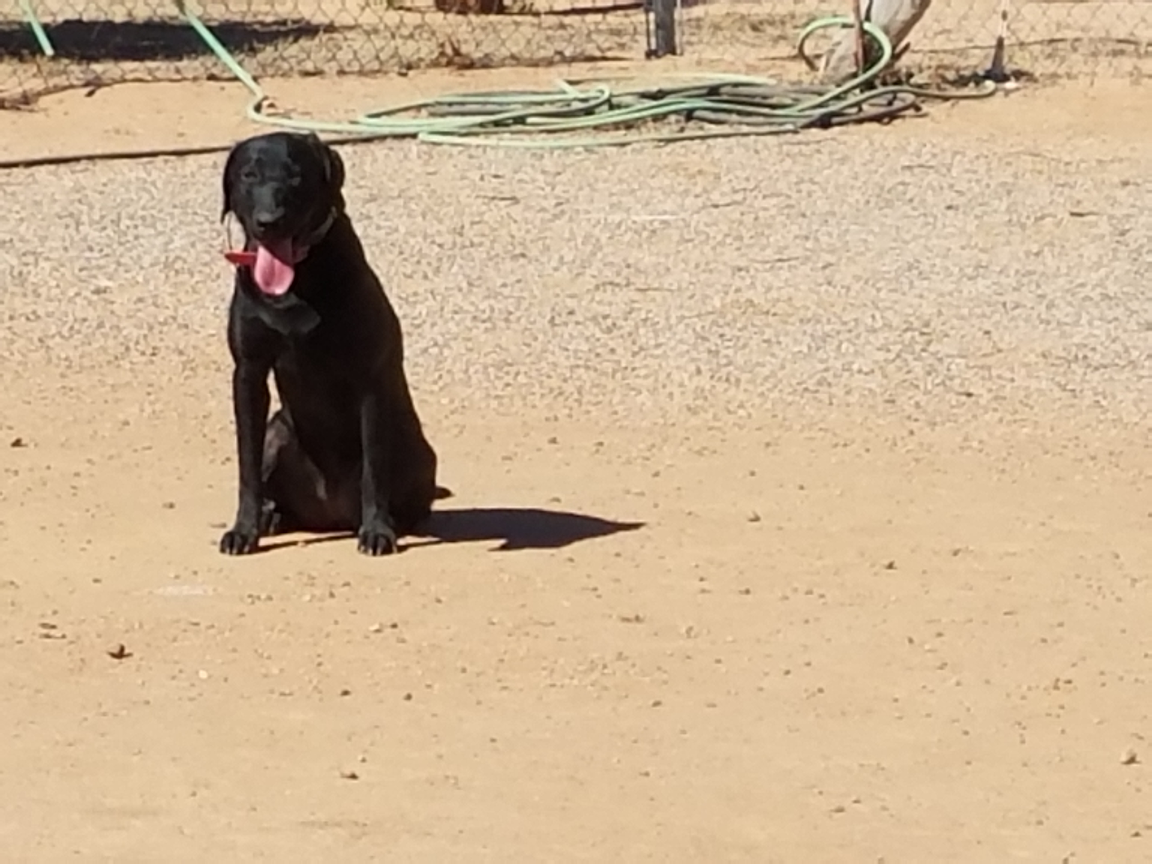 SHR Glencoe's Dhu Galla Of Sbr | Black Labrador Retriver