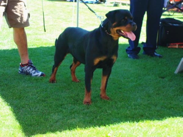 Felena Vom Schwarzerwald | Rottweiler 