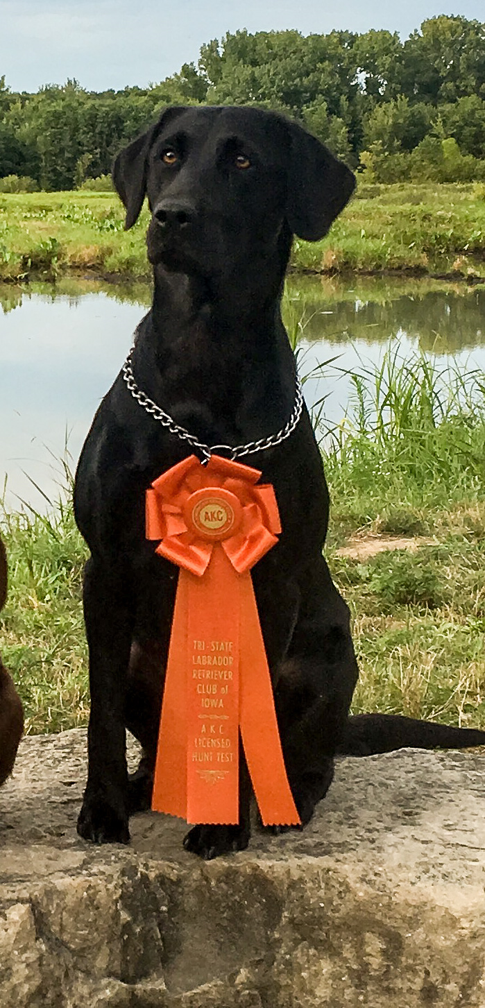 MHR Axe's Lady Remington Of Stone Hollow MH | Black Labrador Retriver