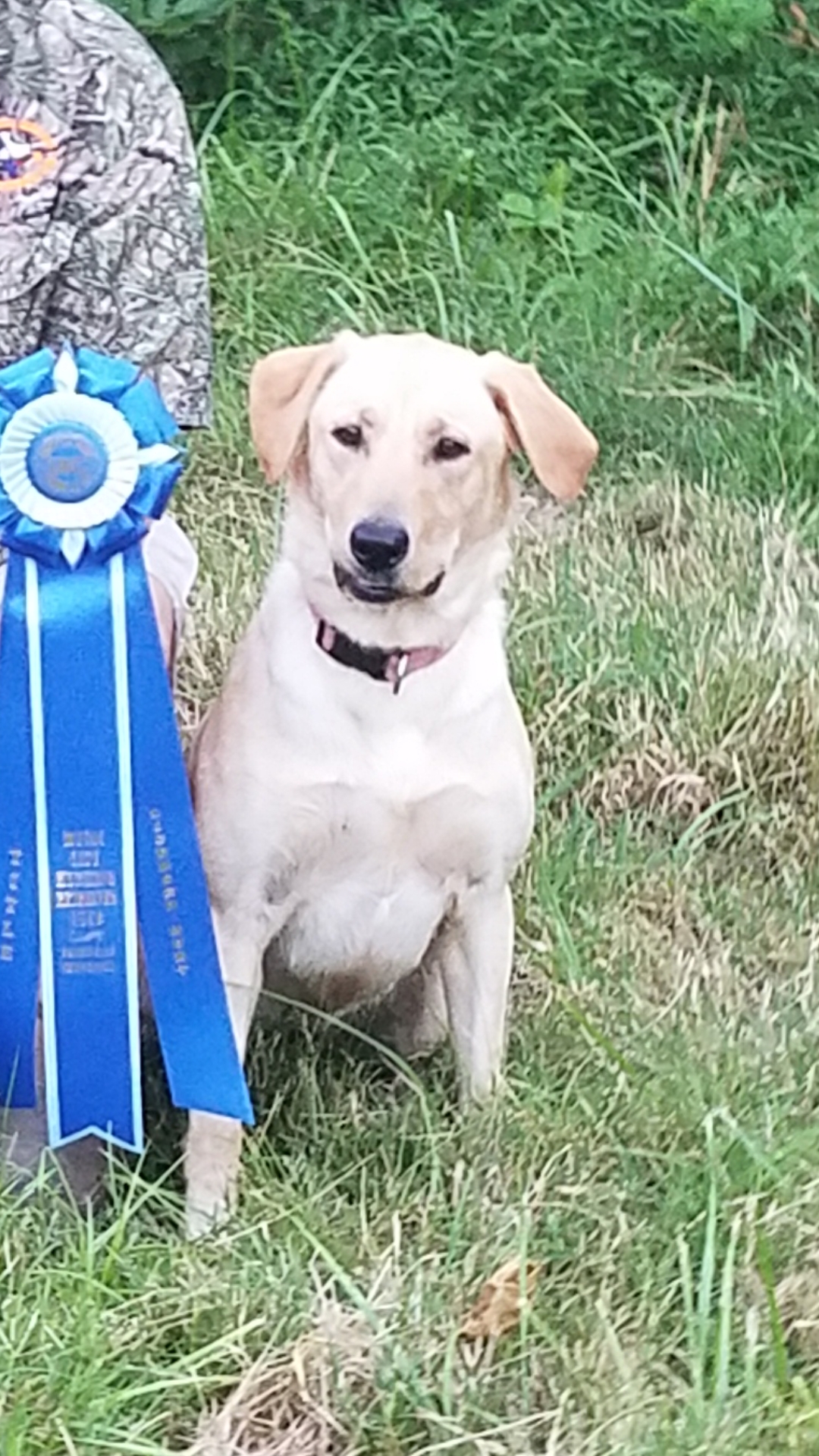 HRCH  Hat Creek's Carmel Crunch Sundee JH | Yellow Labrador Retriver