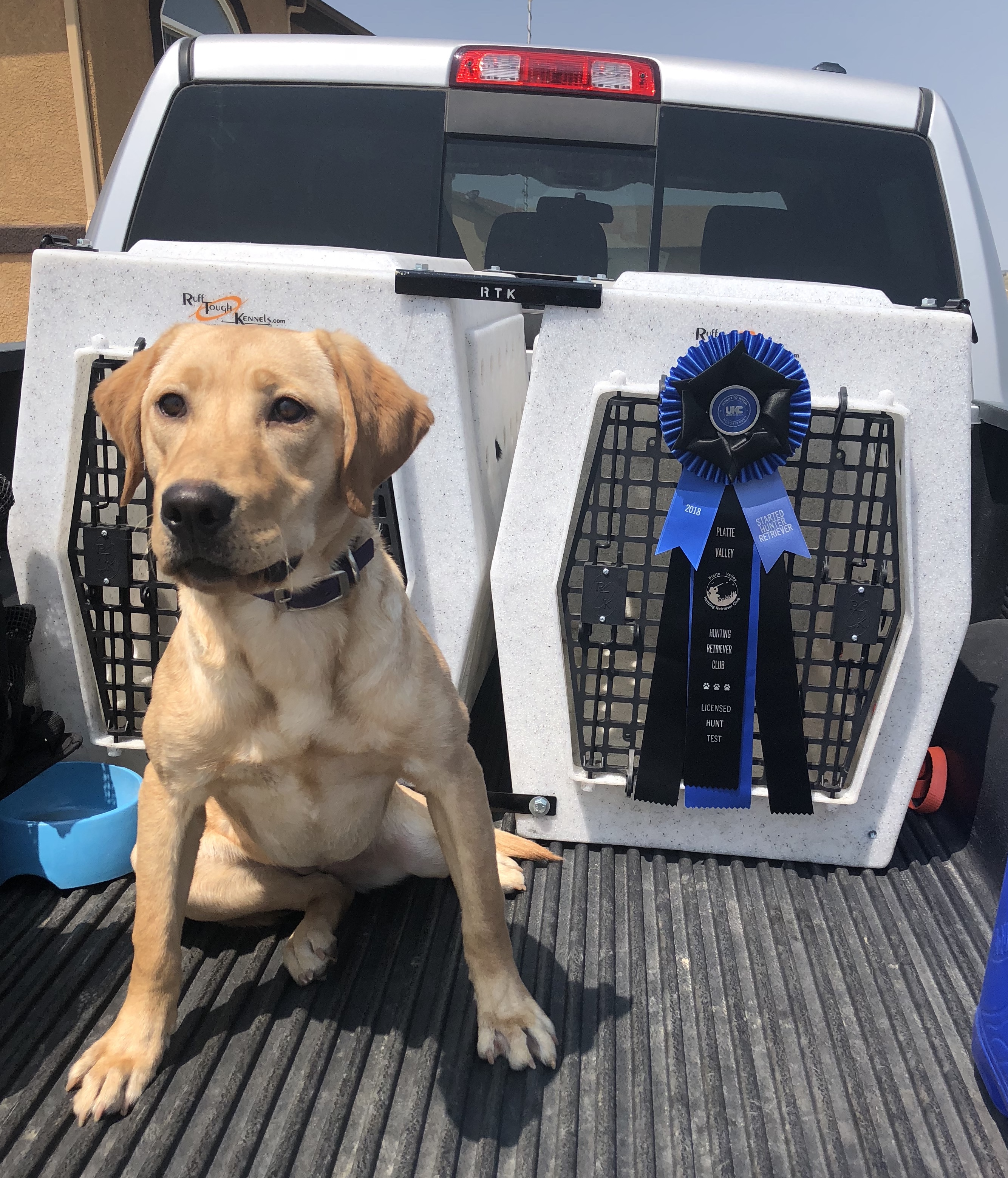 SHR Battlemtn's Southern Jazz | Yellow Labrador Retriver