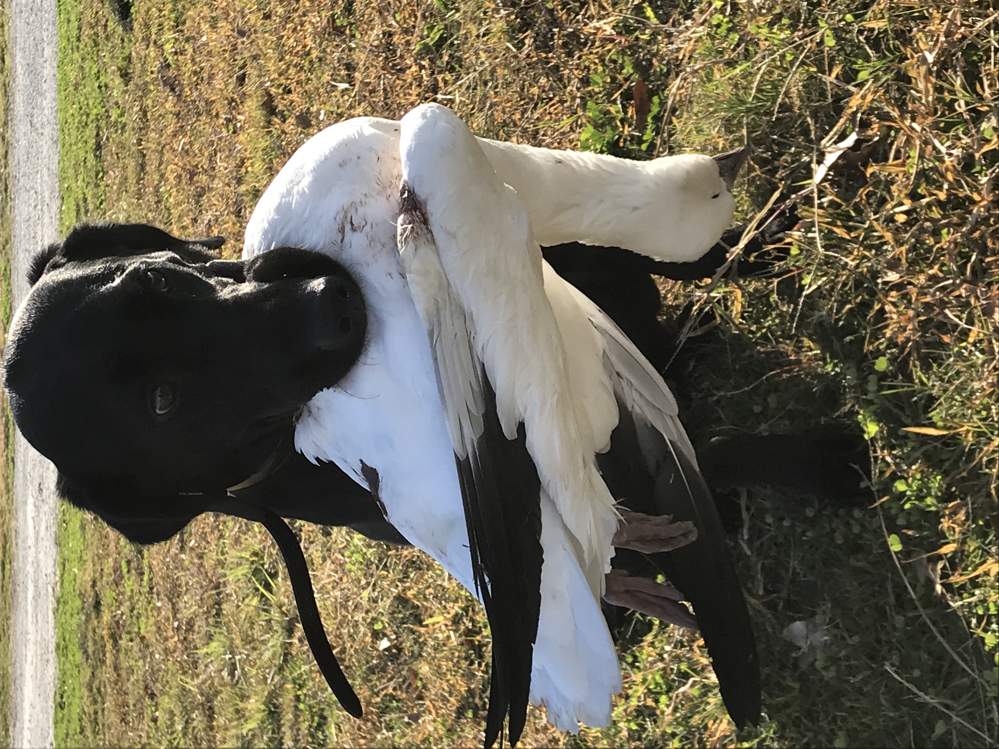 HR Roux's Best Dixie JH | Black Labrador Retriver