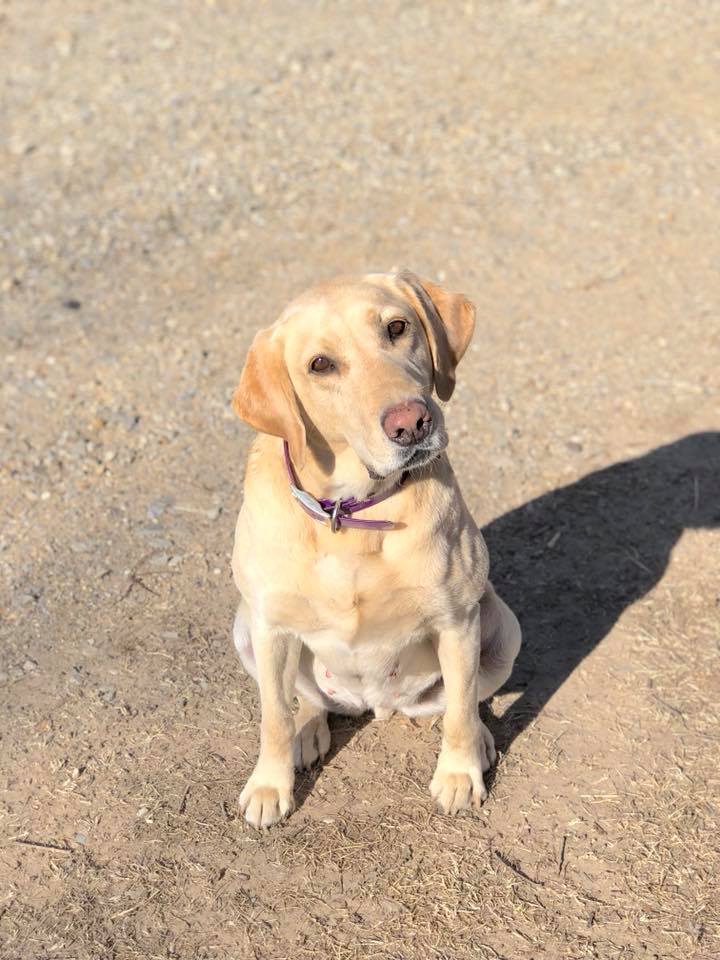 Purdy Daisy Of Sunnyburke JH | Yellow Labrador Retriver