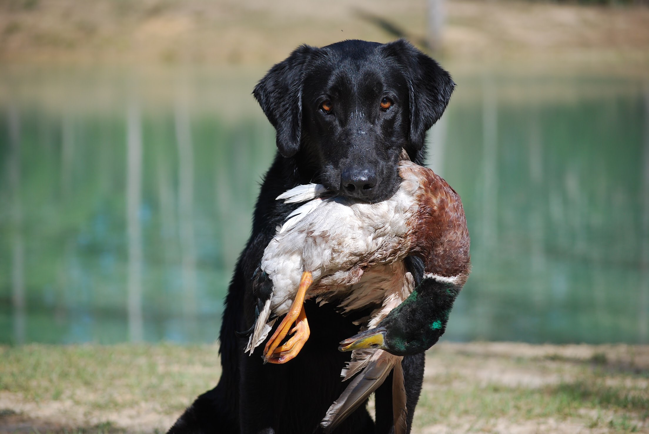 Rivertown’s Makin Banx | Black Labrador Retriver