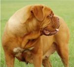 Inova von Nordniedersachsen | Dogue de Bordeaux 