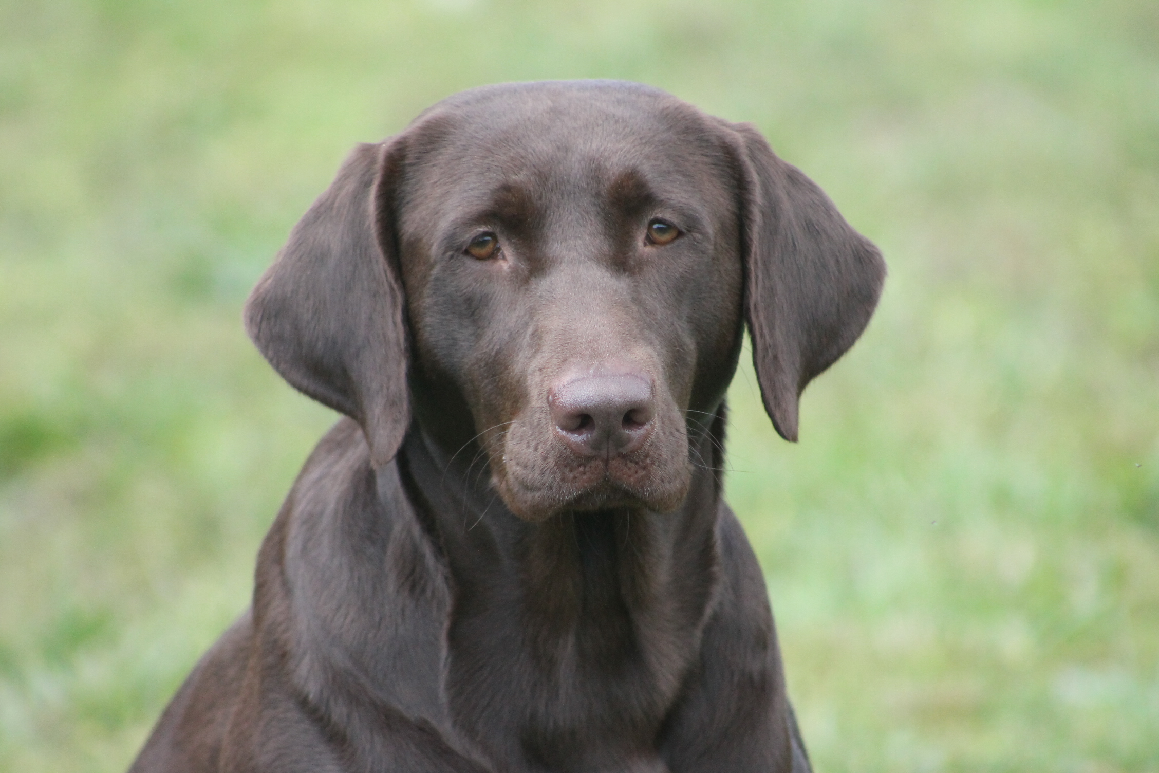 HR Three Creeks Guns And Roses JH WC CGCA TKI DJ | Chocolate Labrador Retriver