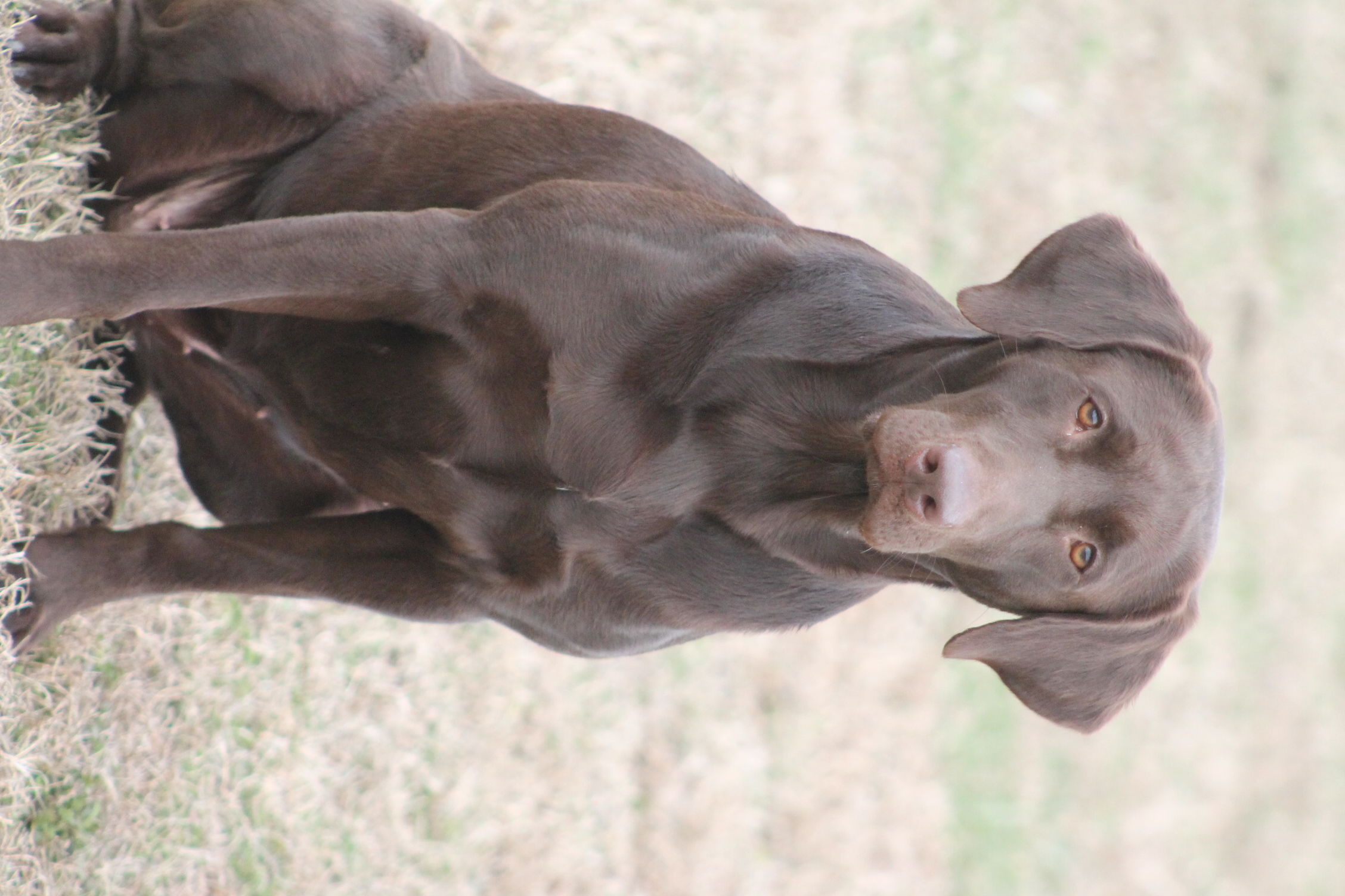 HR Three Creeks Guns And Roses JH WC CGCA TKI DJ | Chocolate Labrador Retriver