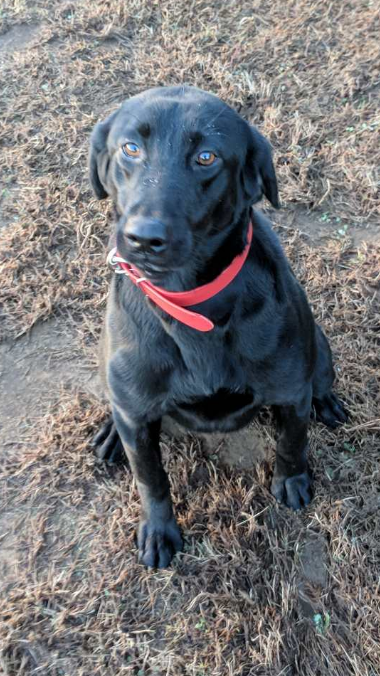 Dochenos Raised In Red Clay | Black Labrador Retriver