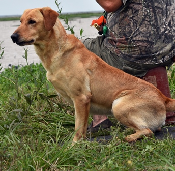 HRCH Marsh Dog's Double Shot Of Whiskey | Yellow Labrador Retriver