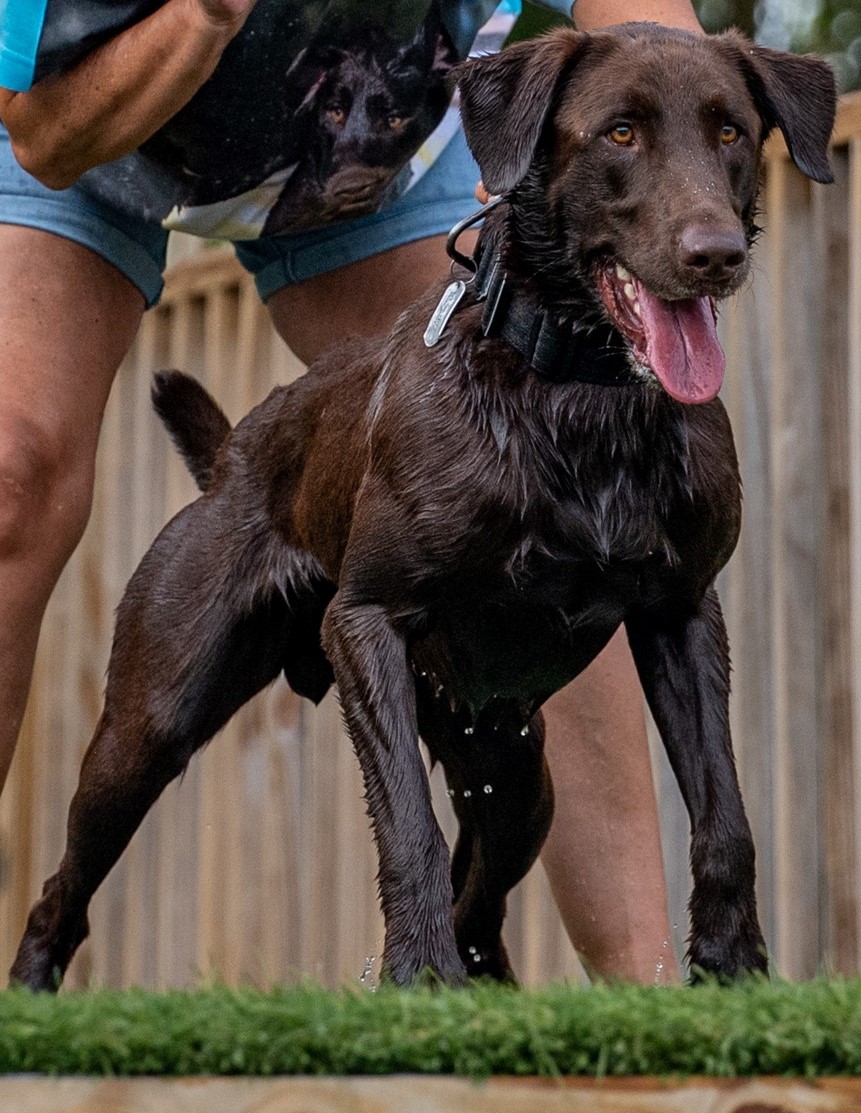 Sir Russell Of Wesley Chapel DEA DM ASA CGC | Chocolate Labrador Retriver