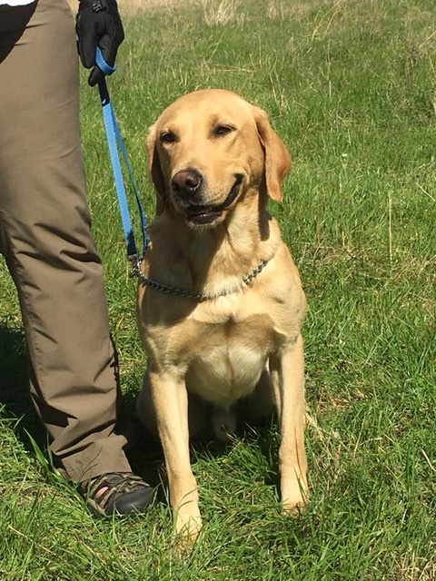 Orion's Filmmaker QAA MH20 | Yellow Labrador Retriver