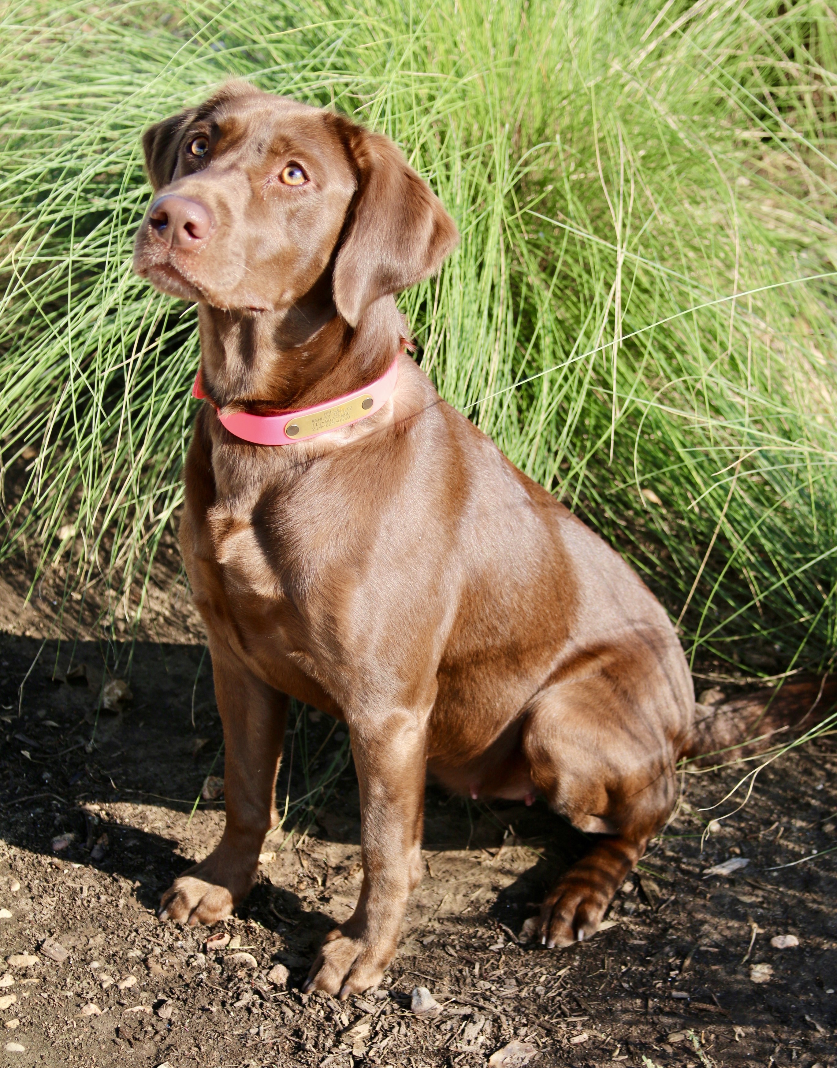 HR Sugar Land's Finest Gump's Little Belle | Chocolate Labrador Retriver