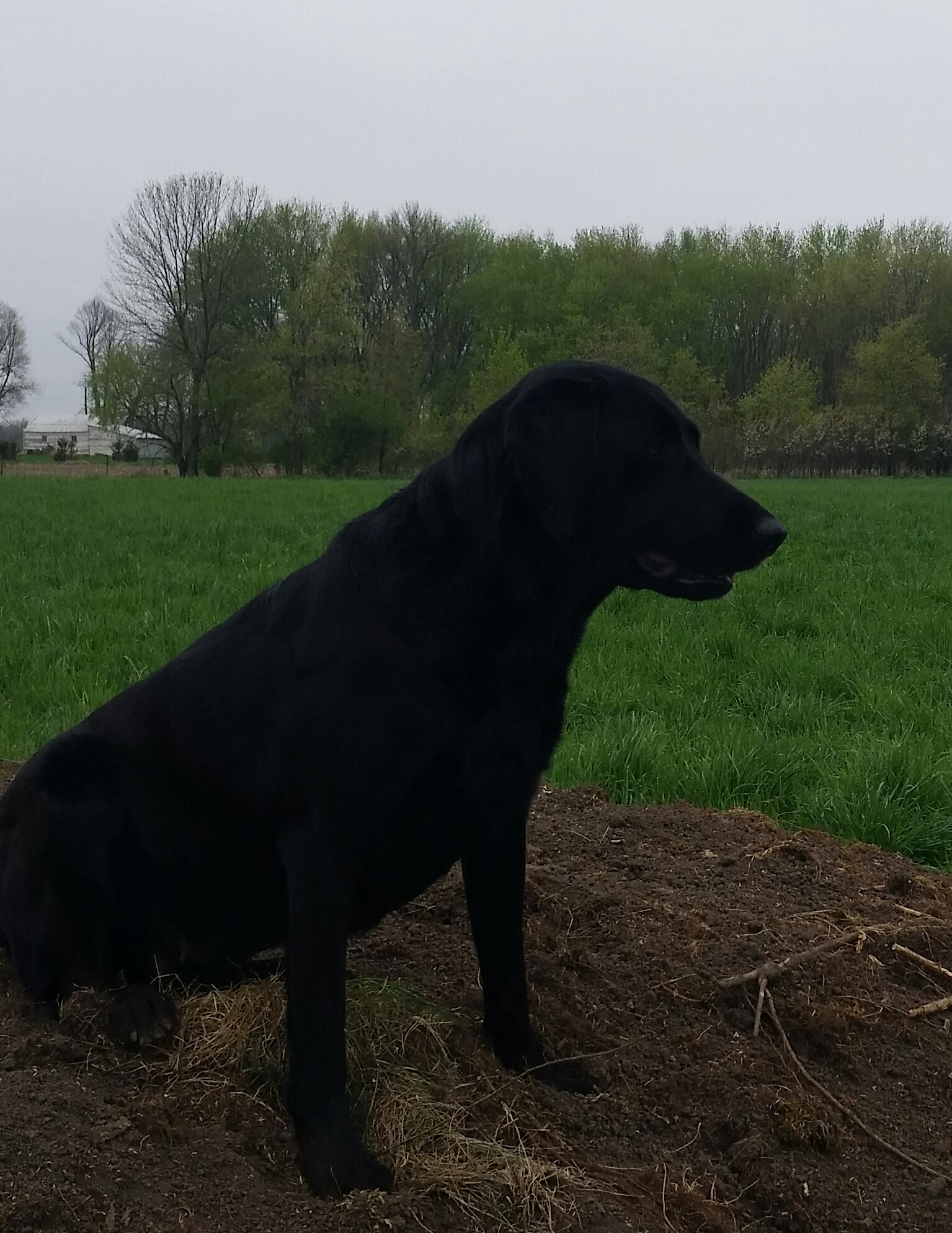 Double J's Pow's Slap Shot | Black Labrador Retriver